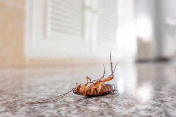 Dead cockroach on floor, pest control concept